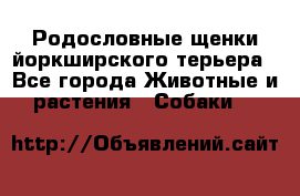 Родословные щенки йоркширского терьера - Все города Животные и растения » Собаки   